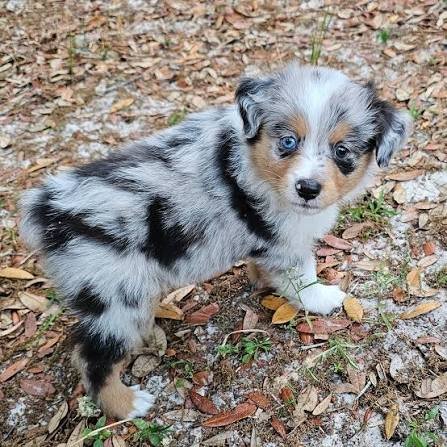 DogBreeder